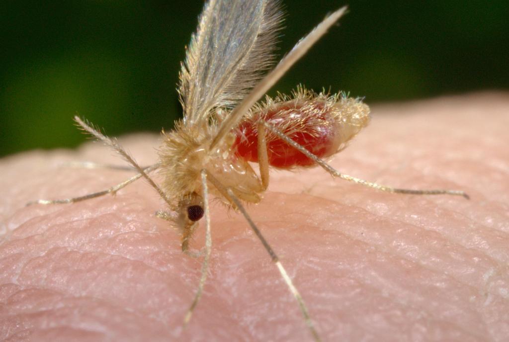 Doença é transmitida pelo mosquito palha, que é menor que o Aedes aegypti, transmissor da dengue. | James Gathany/Div