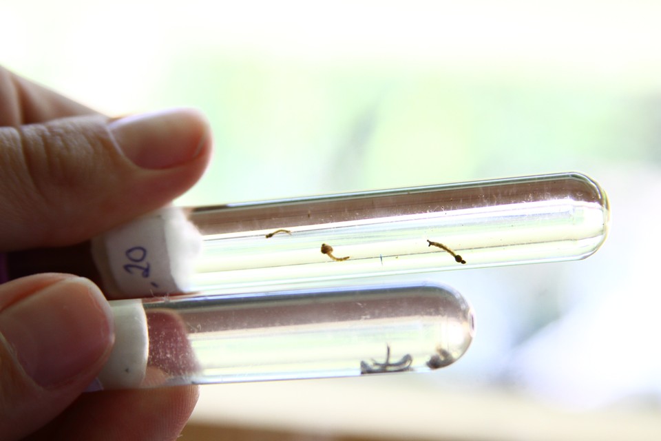 Larvas do mosquito da dengue: apesar do frio, cuidados devem ser mantidos. | Roberto Custó
dio /
Jornal de Londrina