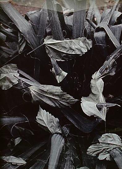 | Juliana Stein/Divulgação