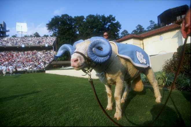 Com um terço do seu território coberto por fazendas, a Carolina do Norte tem uma ovelha como mascote North Carolina Tar Heels , equipe esportiva da sua universidade. Ramsés sempre é levada a campo com os chifres pintados de azul, cor da universidade. Em 1996, causou comoção o assassinato de Ramsés 23 na fazenda em que a ovelha morava. | Chris Covatta/Getty Images