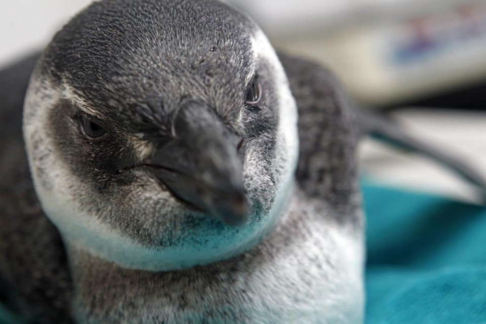 Os pinguins que aportam no Litoral do estado são medicados e alimentados. | Fotos: Antônio More/Gazeta do Povo