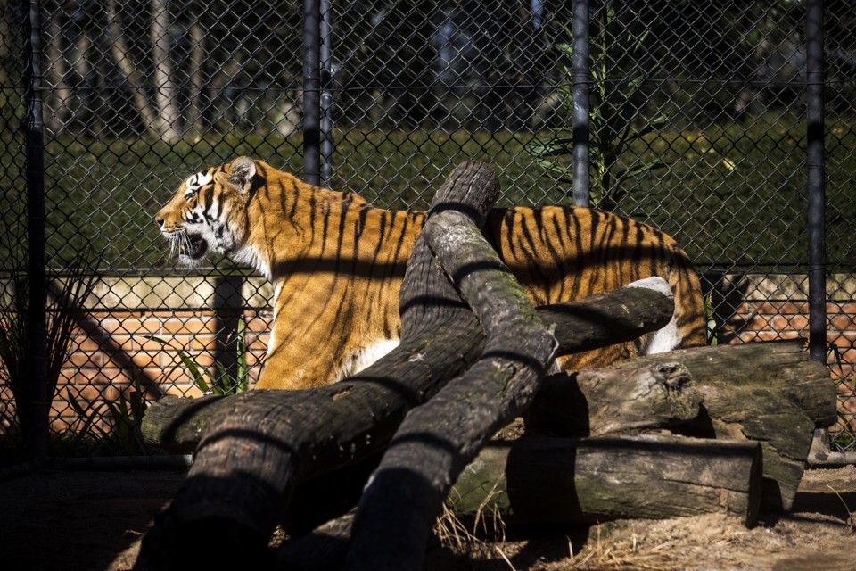 Tom no atual recinto dos tigres. O novo espaço está em construção e deve ficar pronto em 90 dias. | Brunno Covello/Gazeta do Povo