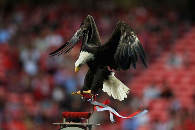 O Benfica tem como apelido e mascote uma águia. Antes de cada jogo no Estádio da Luz, Vitória sobrevoa o gramado e pousa sobre o escudo do clube, completando-o – o desenho original tem uma águia sobre o escudo. Vitória também costuma ser usada na apresentação de reforços. | Clive Rose/Getty Images