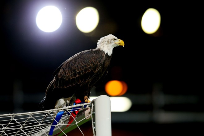 A águia Kayla tornou-se uma das atrações da Premier League em 2010, quando passou a fazer parte do pré-jogo do Crystal Palace em seu estádio, o Sellhurst Park. Ela voa de uma trave à outra, para delírio dos fãs. A permanência de Kayla, porém, é incerta. O santuário onde a águia vive, próximo ao estádio, enfrenta dificuldades financeiras e pode ser fechado. Fãs do Palace já fizeram campanhas para manter o lar da mascote em funcionamento. | Julian Finney/Getty Images