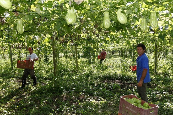 Mão de obra utilizada no Cinturão Verde é 