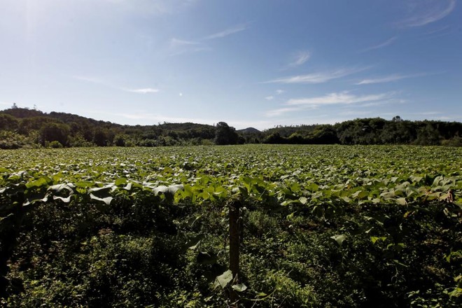 Inverno ameno do litoral permite que a planta se desenvolva sem obstáculos naturais. | 