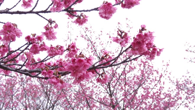 | Hugo Harada/Gazeta do Povo