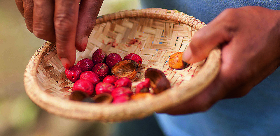 Quando maduros, os frutos da ucuubeira se rompem e as sementes caem, formando um tapete vermelho. | Divulgação