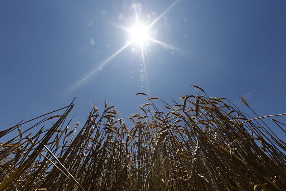 | Albari Rosa / Gazeta Do Povo