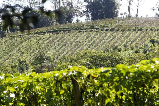 Atividade permite que o plantio da hortaliça seja realizado em encostas de morro. | 