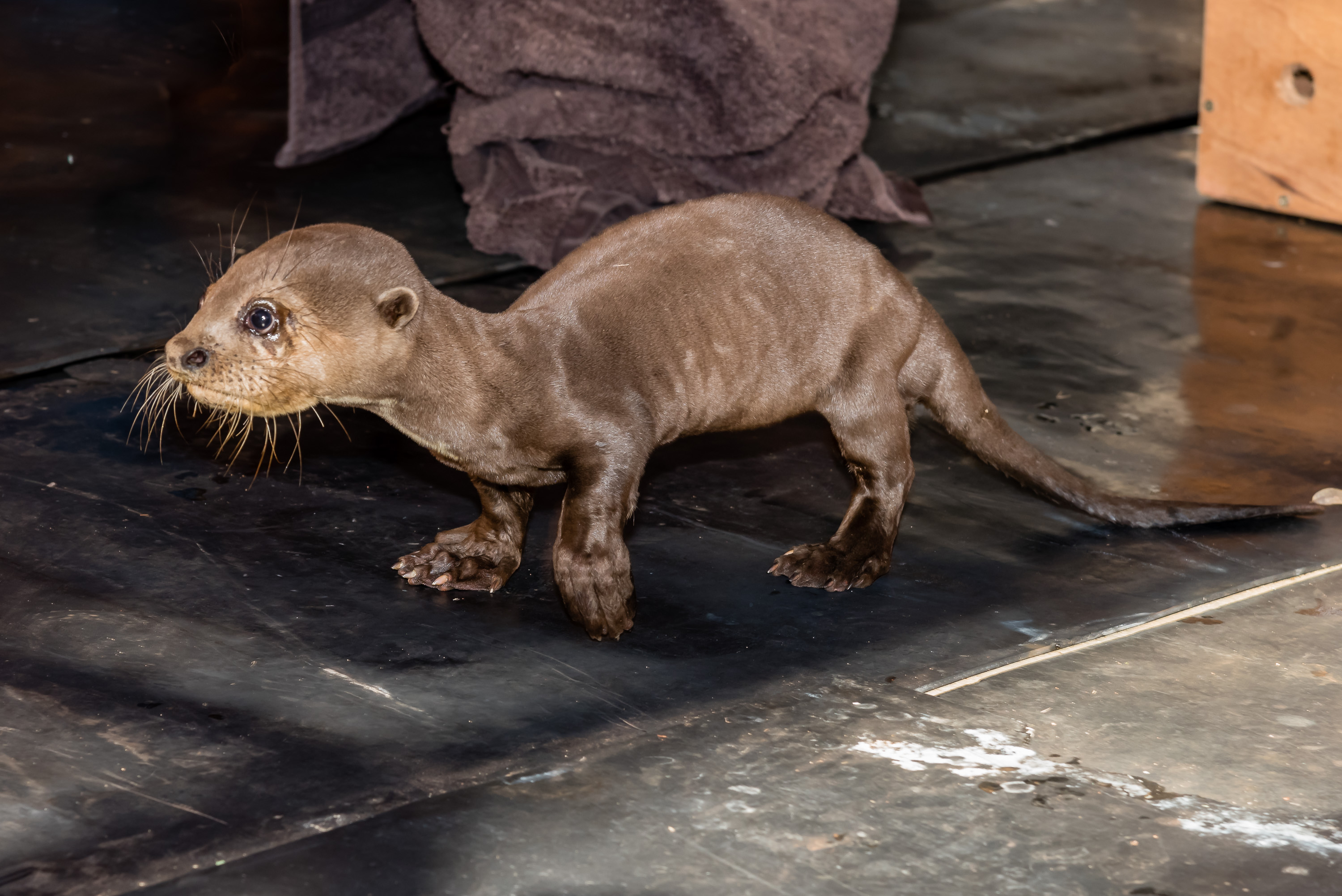 Ariranha chegou ao refúgio magrinha, mas com boa saúde. | Rubens Fraulini/Itaipu Binacional