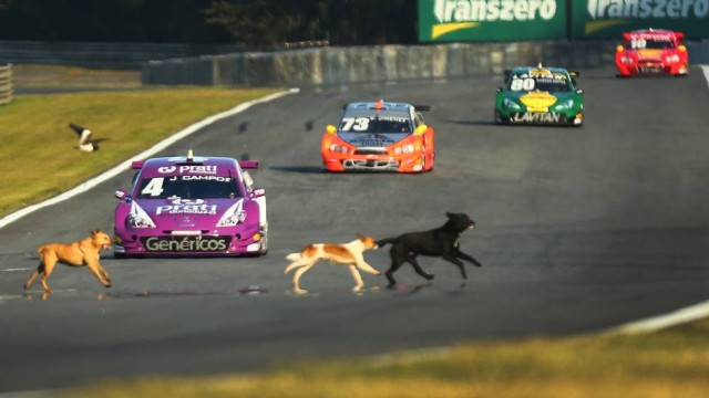 Cachorros cruzam a pista durante treino da Stock em Curitiba | Luca Bassani/MF2