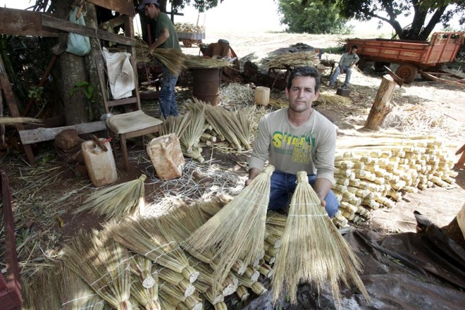 Em algumas localidades do Paraná, plantar sorgo-vassoura ainda é uma atividade rentável. | 