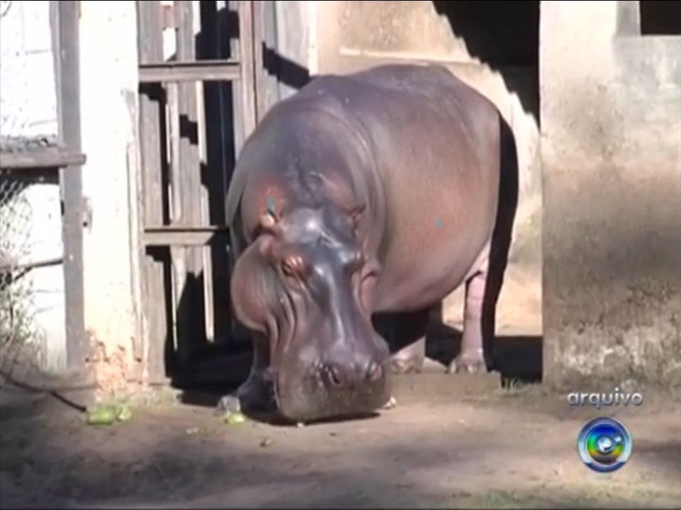 Miltão tinha 37 anos e era o animal símbolo do zoológico da cidade | Reprodução/TV TEM