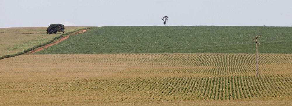 Grãos, carnes e lácteos são os principais produtos das cooperativas paranaenses. |