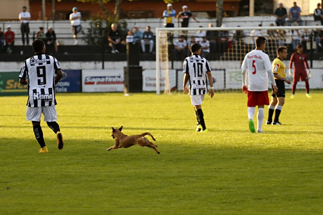 Cachorro deu trabalho para sair do gramado do Germano Kruger. | Josue Teixeira/Gazeta do Povo