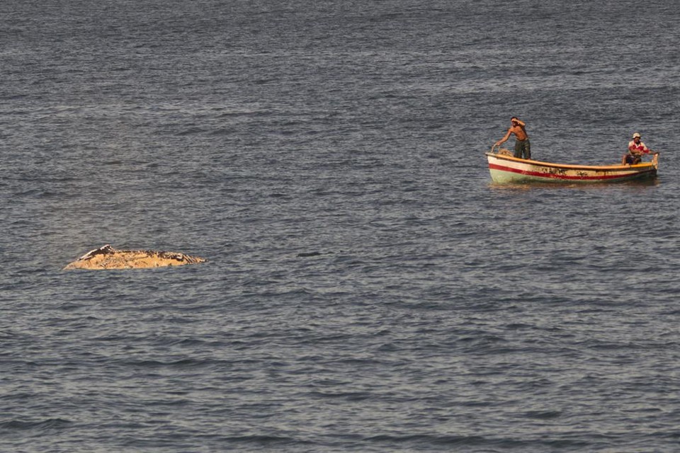 Baleia ficou presa em rede de pesca na Praia do Leme, no Rio de Janeiro. | Paulo Campos/Folhapress