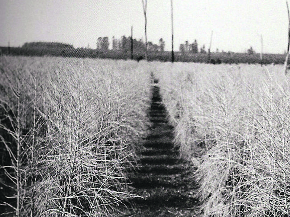 Depois do “dia da neve” que maravilhou Curitiba, cafezais paranaenses amanheceram queimados numa extensão jamais vista. | Reprodução/A.Kaiser