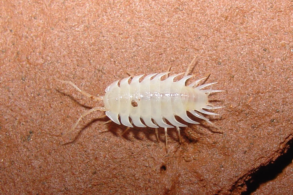 Pesquisadores encontram nova espécie de ‘tatuzinho’ O animal, nomeado cientificamente de Iuiuniscus iuiunensis, pertence a uma subfamília e gênero novos | UFLA/Reprodução