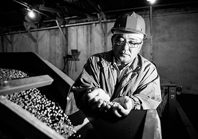 O agricultor Armando Shigueoka não desistiu do café. |