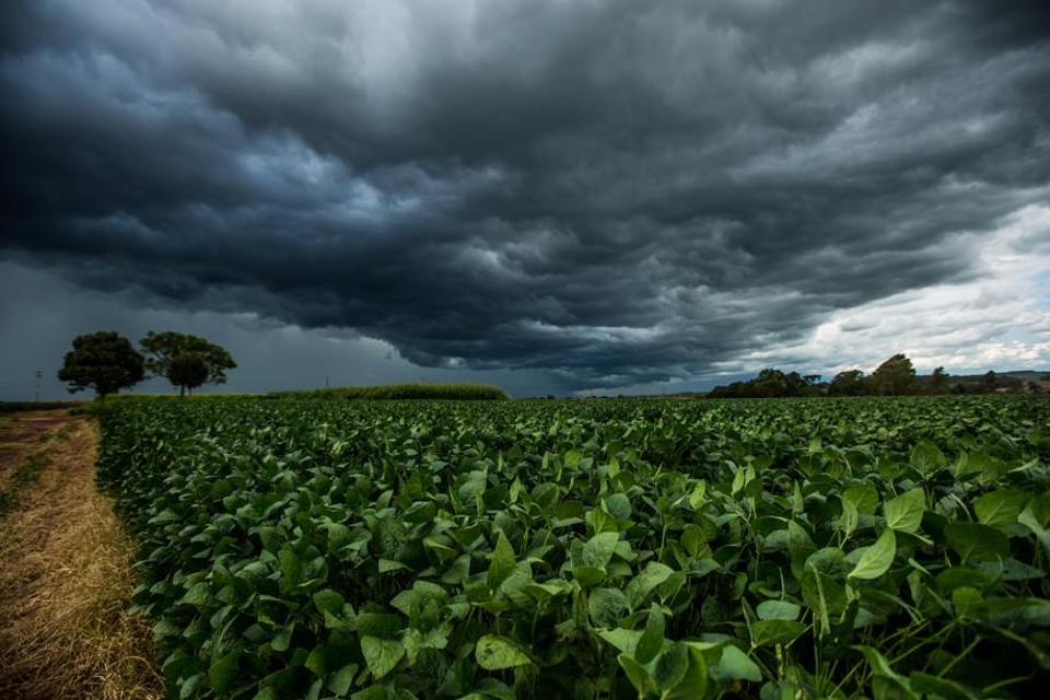 Promessa de mais chuvas geradas pelo El Niño balizam preços no mercado de grãos. | Brunno Covello / Gazeta Do Povo