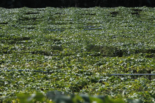Durante o inverno, plantações de chuchu modificam a paisagem do litoral do estado. | 