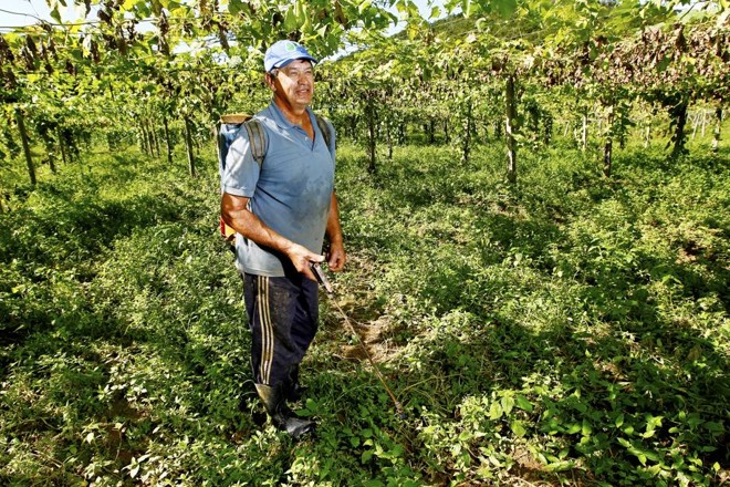 O produtor Beinjamin Cavalli planta a hortaliça há 18 anos, sendo 13 também no litoral. | 