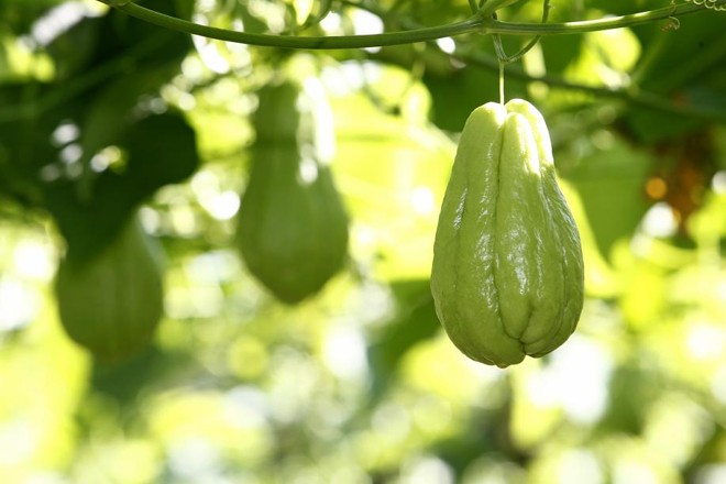 Colombo produziu 24 mil toneladas da hortaliça em 2014. A estimativa para esse ano é 20% a mais. | 