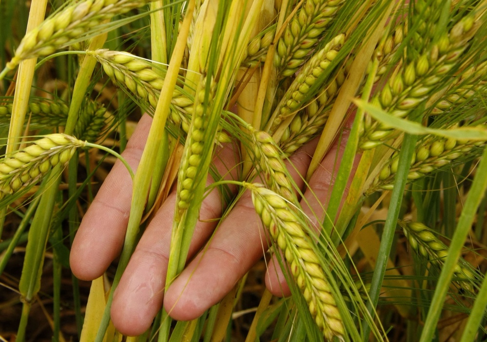Culturas como cevada (foto) compõem safra de inverno 5% maior. Houve avanço de 7% na segunda safra e também de 7% na safra de verão. | Foto: Hugo Harada/gazeta Do Povo