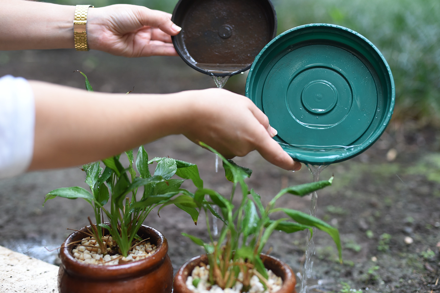 Assim como no caso da dengue, não deixar água parada em casa é uma forma de prevenir os casos do zika vírus | Josi Pettengill/Secom-MT