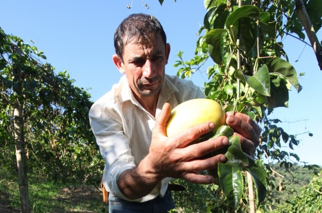 Com baixo investimento inicial e retorno rápido, maracujá surgiu como alternativa ao café, cultura tradicional na região de Corumbataí do Sul. Projeto da Coaprocor começou com apenas dez produtores e hoje já conta com mais de 400. |