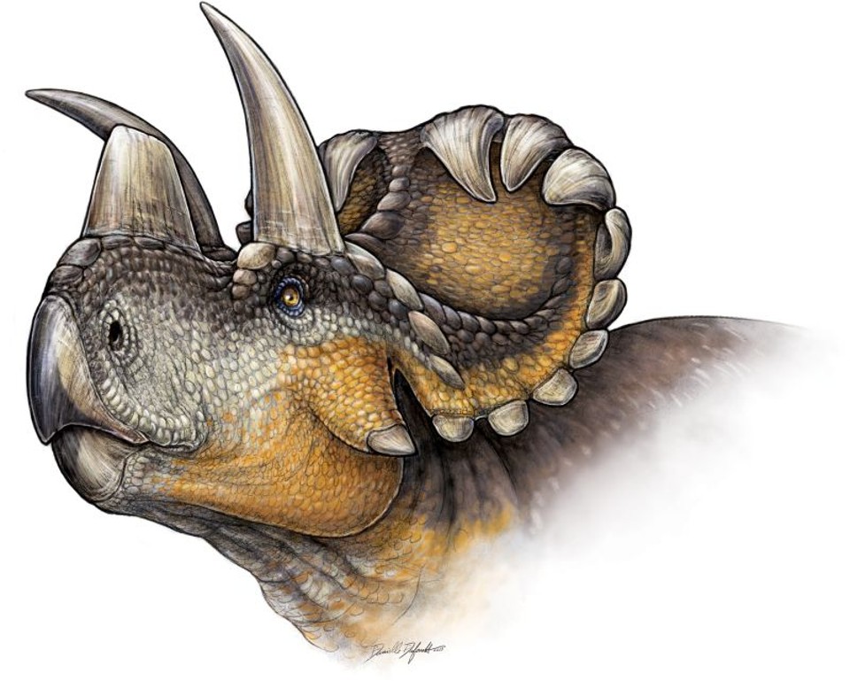 Ilustração mostra como deveria ser o Wendiceratops pinhornensis | Danielle Dufault/PLOS