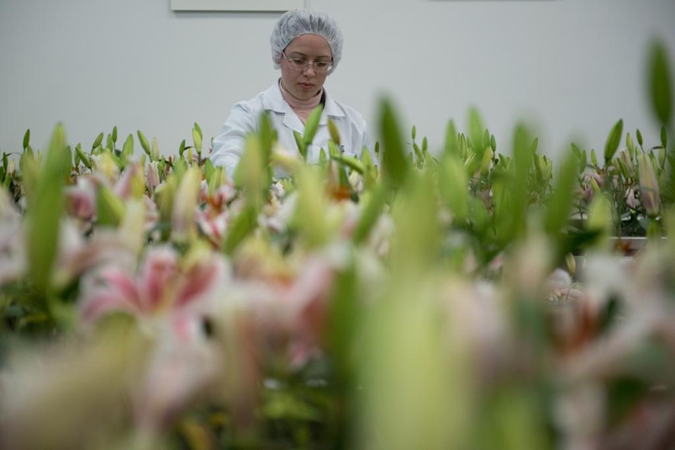 Paraná tem três empresas entre as 100 mais inovadoras do país Estufa para produção de óleo para perfumes do Grupo Boticário: companhia surge entre as 10 mais inovadoras do país | Henry Milleo
/Gazeta do Povo
