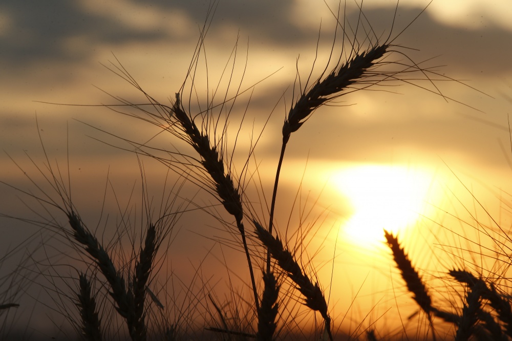 Produção gaúcha de qualidade baixa está sendo vendida para o Sudeste Asiático. | Foto: Hugo Harada/gazeta Do Povo