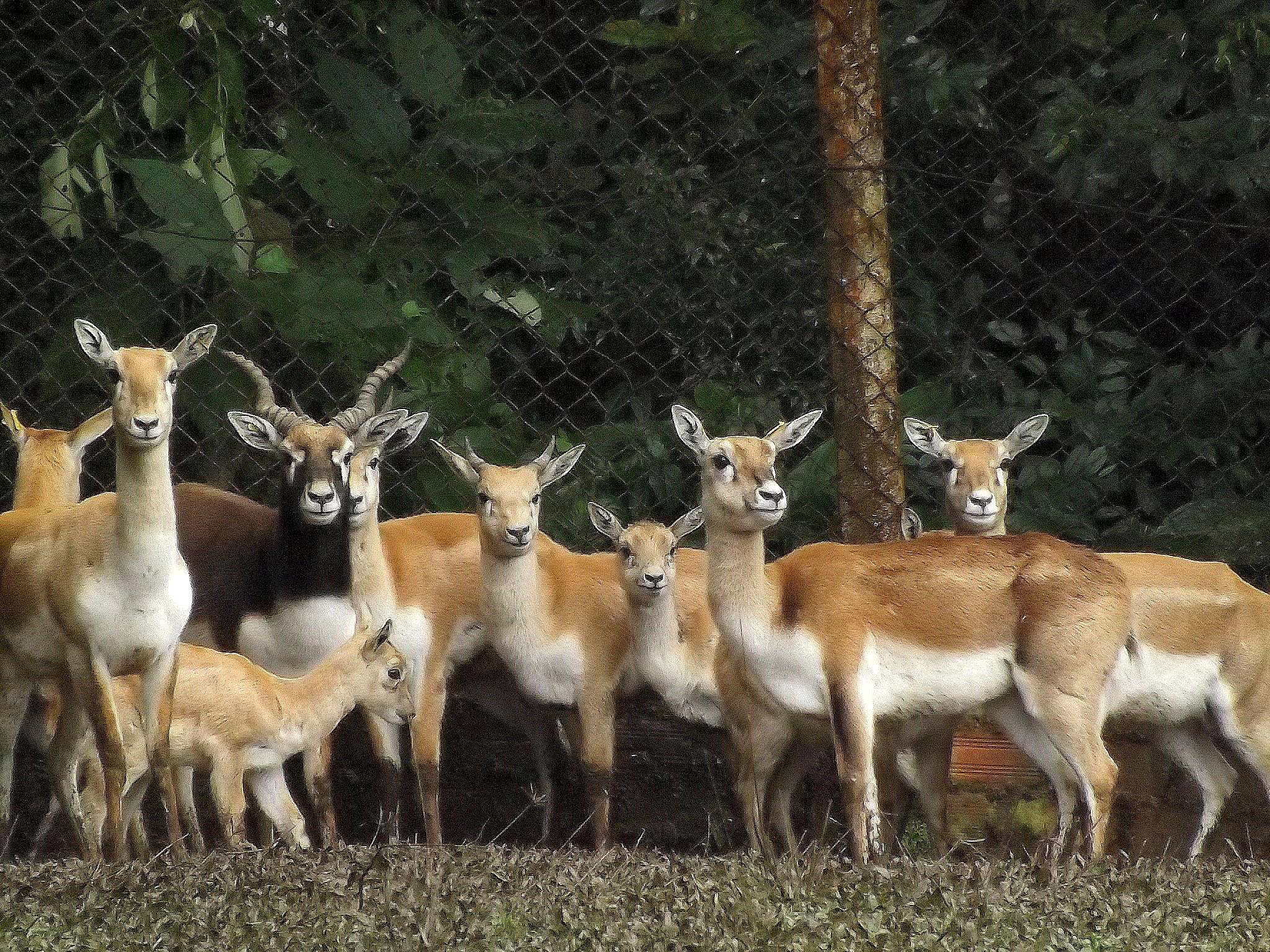Antílopes: quatro machos, 13 fêmeas e quatro filhotes passam a viver no zoo de Curitiba. | /Divulgação