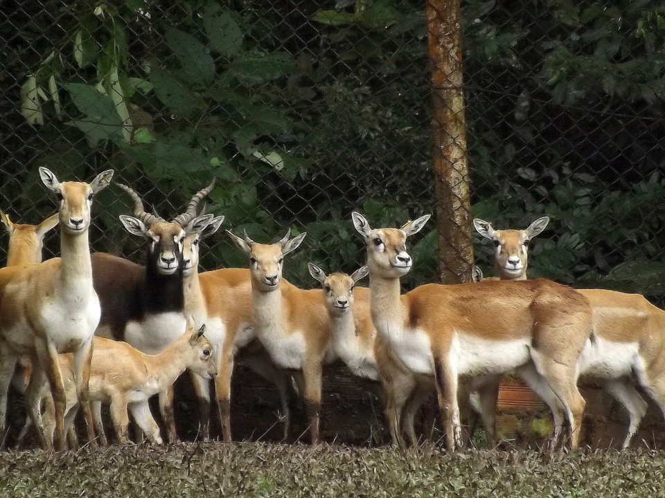Antílopes: quatro machos, 13 fêmeas e quatro filhotes passam a viver no zoo de Curitiba. | /Divulgação