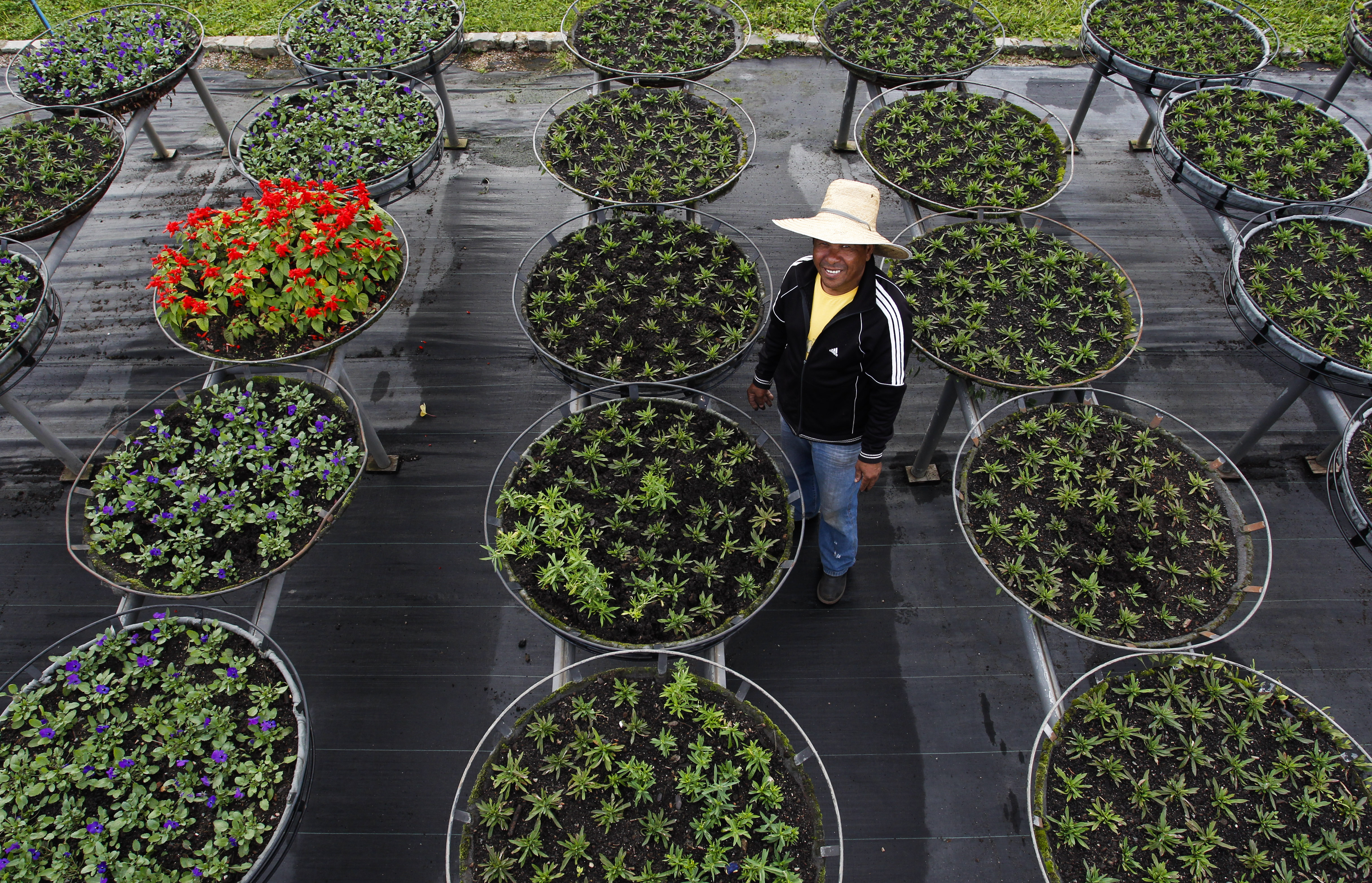 Aos 61 anos, Luiz Vaz é responsável por cuidar da mudas de flores que irão para canteiros e praças. | Daniel Castellano/Gazeta do Povo