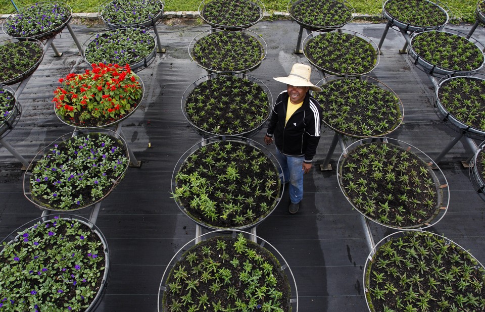 Aos 61 anos, Luiz Vaz é responsável por cuidar da mudas de flores que irão para canteiros e praças. | Daniel Castellano/Gazeta do Povo