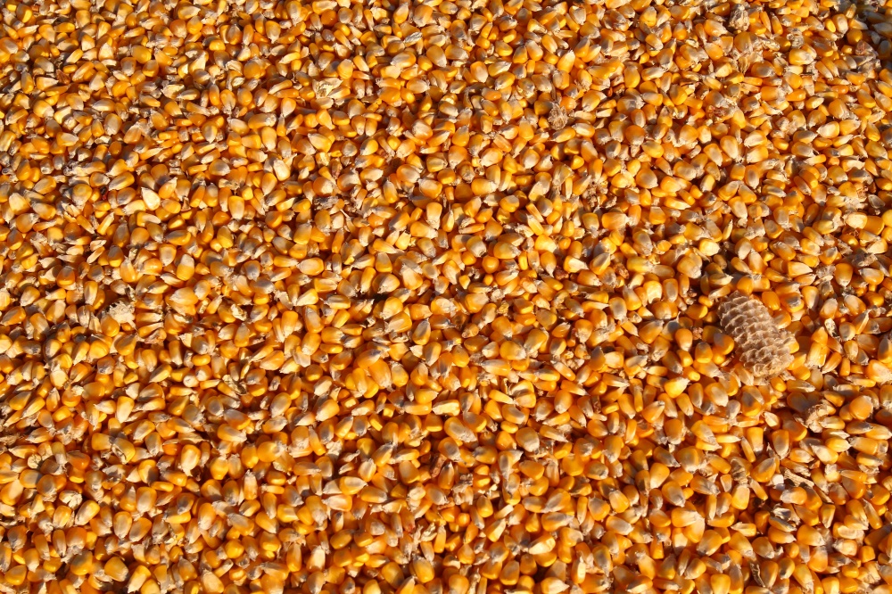 Produção concentrada no Oeste e no Norte do Paraná e no Meio-Oeste de Mato Grosso faz com que preços sofram mais pressão nessas regiões. | Foto: Roberto Custa³dio/gazeta Do Povo