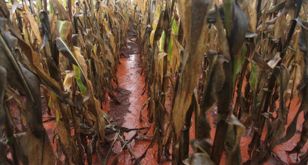 Enxurrada toma conta de lavoura de milho de inverno em Campo Mourão. Produção volumosa, mas com qualidade em risco. | Dirceu Portugal / Gazeta Do Povo