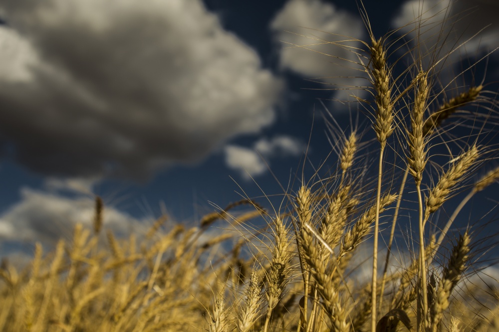 Mais da metade da farinha que o Brasil consome é feita com cereal importado. | Foto: Marcelo Andrade/gazeta Do Povo
