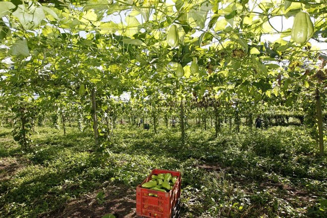 Morretes conta com 102 produtores de chuchu que ocupam uma área de 290 hectares. É a hortaliça mais plantada no município. | 