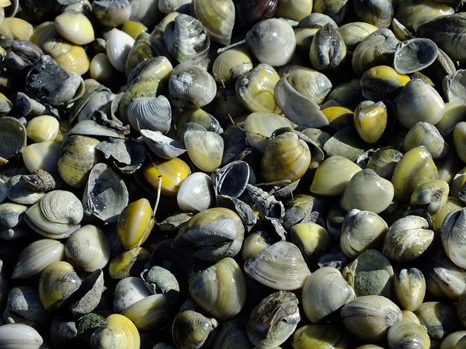 Molusco ganhou certa relevância culinária ao longo das últimas décadas, desde recheio de pastel até como parte do molho para o espaghete com vôngole servidos nas cantinas italianas. | 