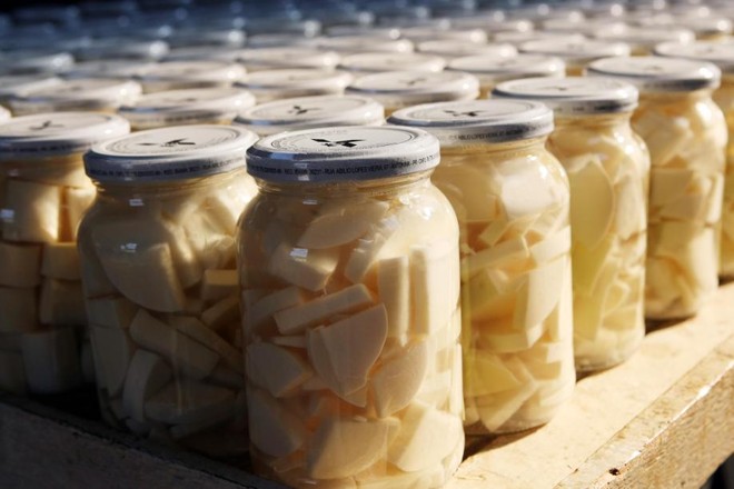 Extração de modo predatório há décadas colocou o alimento na lista de extinção. Isso só ainda não ocorreu porque o plantio ocorre em reservas indígenas. | 