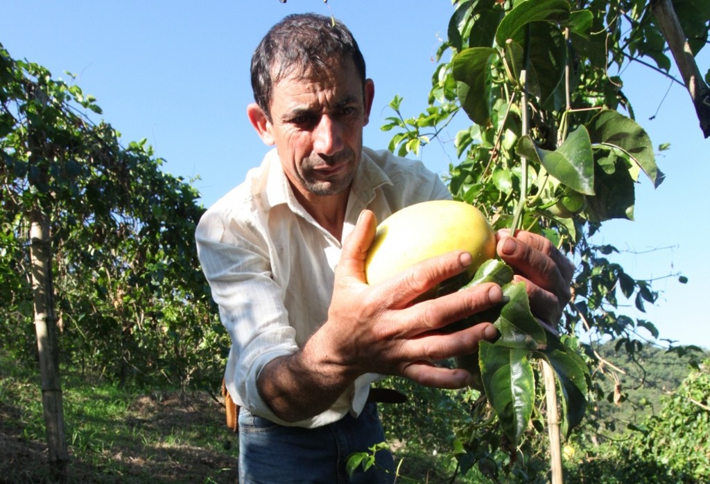 Com baixo investimento inicial e retorno rápido, maracujá surgiu como alternativa ao café, cultura tradicional na região de Corumbataí do Sul. Projeto da Coaprocor começou com apenas dez produtores e hoje já conta com mais de 400.