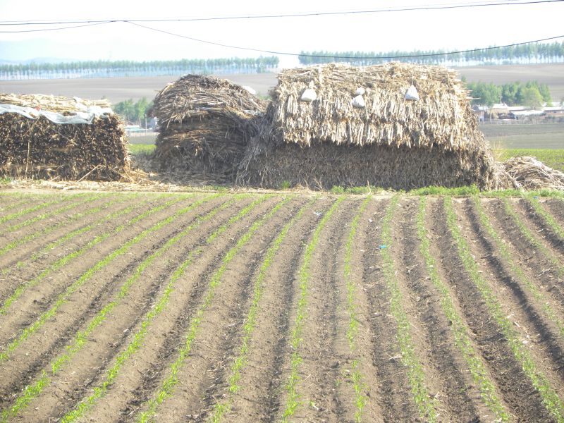 Agricultura chinesa não produz soja suficiente para o país. Mudança no consumo de proteína ameaça exportações do Brasil. | Foto: Josa© Rocher/gazeta Do Povo