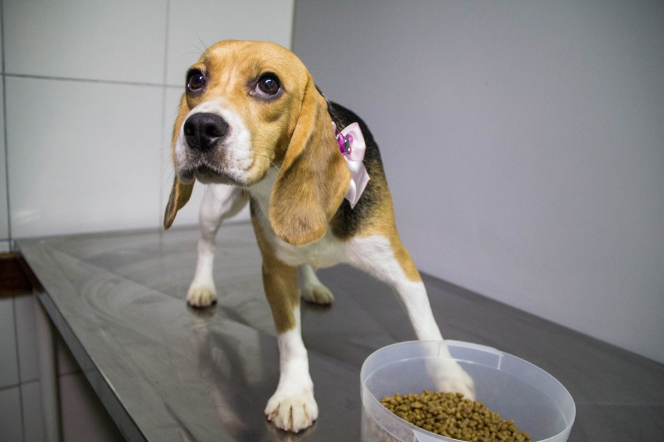 Em 2013, ativistas invadiram instituto que usava cães da raça beagle para testes no interior de São Paulo. | Jardiel Carvalho /Frame /Folhapress