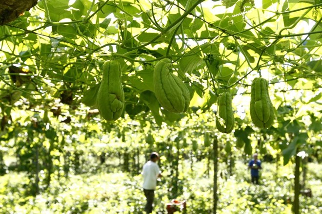 Com a estratégia de plantar na Região Metropolitana e no litoral, chuchu rende os 12 meses do ano. | 