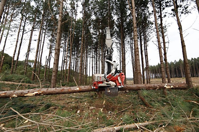 O processo de corte se repete mais duas vezes. Entre 14 e 15 anos após o plantio é feito um novo desbaste, onde a população de árvores é reduzida a metade novamente. Entre 18 e 20 anos depois é feito o corte final, com a liberação da área para um novo plantio. | 