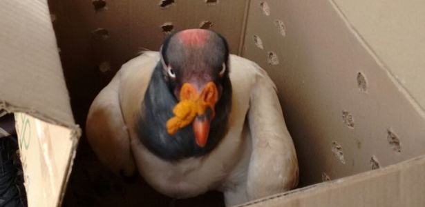 Urubu-rei foi encontrado em assentamento do MST | PM-MG/Divulgação